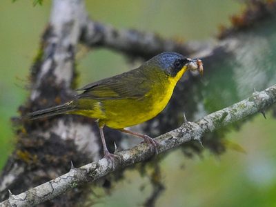 Curiosidades sobre el arañero: el ave pequeña con un canto especial al que le encanta madrugar