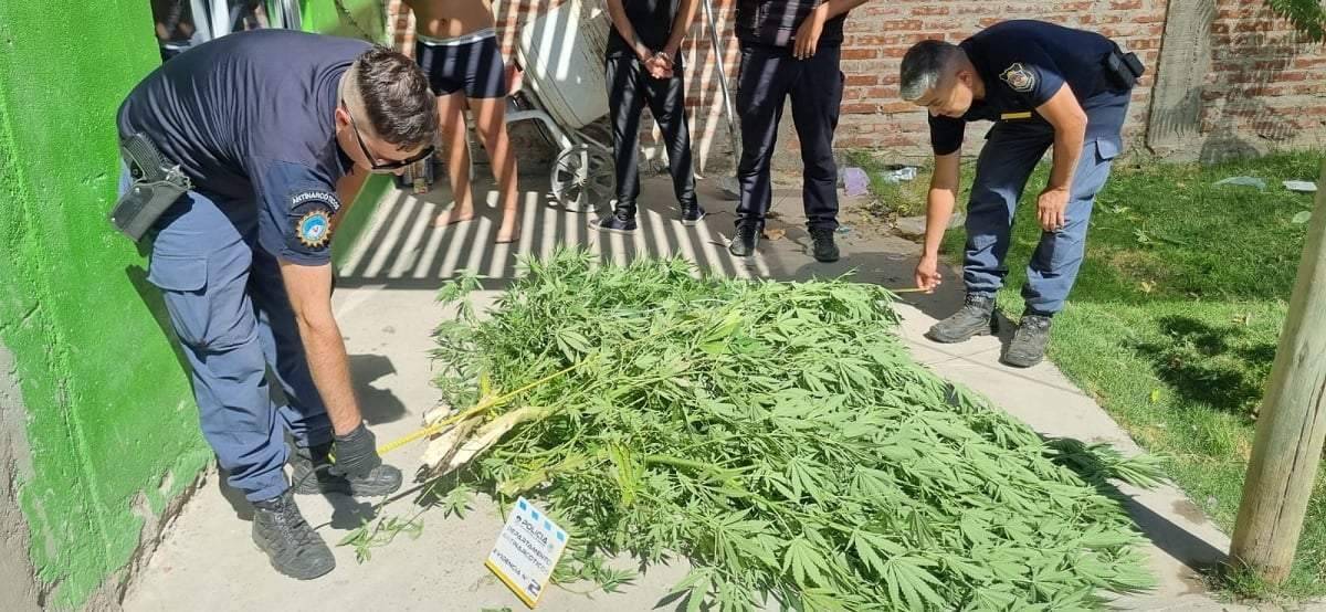 La presencia de plantas de marihuana fue sorpresiva para la Policía. Fuente (Dto. Antinarcóticos)