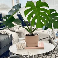 El tip de los jardineros para cuidar tu Monstera o Costilla de Adán y que siempre se conserve rozagante y bien verde