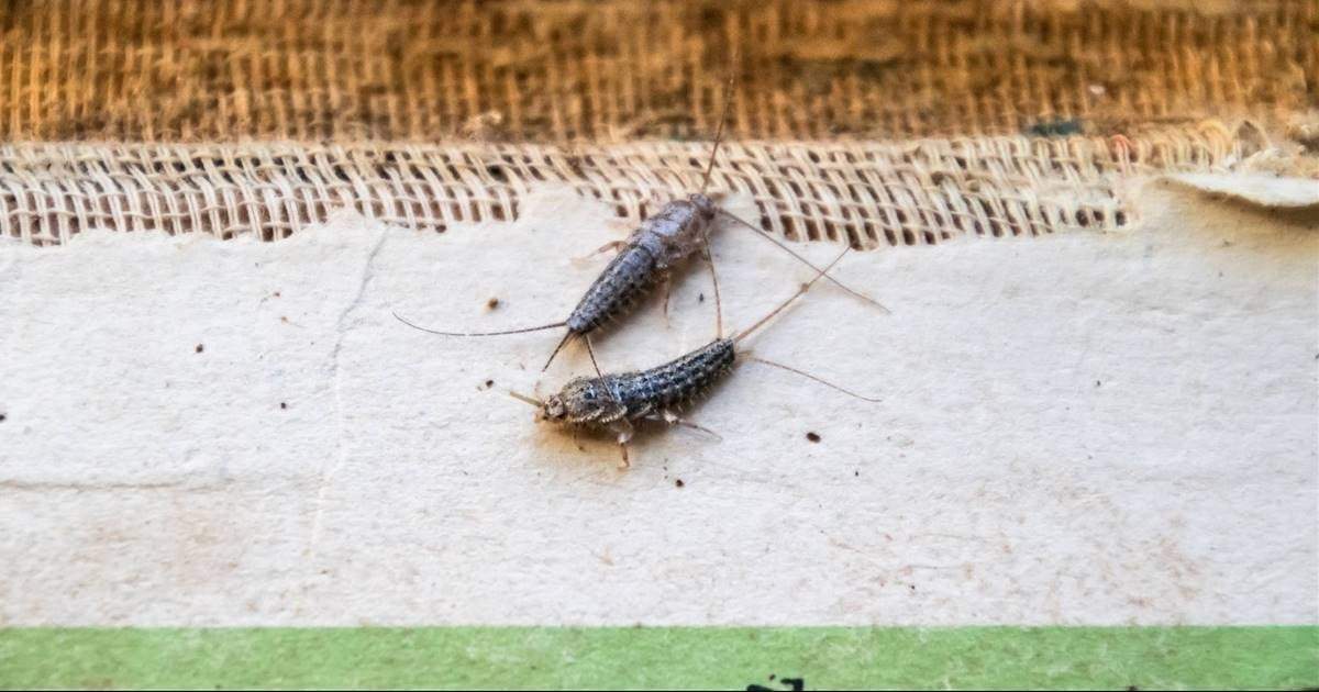 Insectos de la humedad. Fuente: (Instagram).