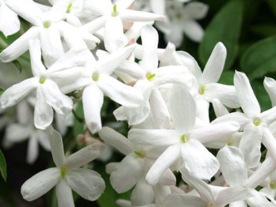 El jazmín que soporta lo que sea y se llena de flores con el perfume más hermoso
