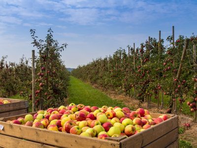 La fruticultura del Alto Valle espera un llamado del Gobierno nacional con urgencia