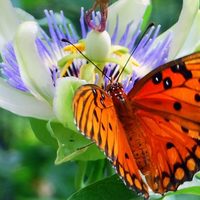 5 plantas que se cuidan solas, se llenan de flores y atraen cientos de mariposas a tu jardín