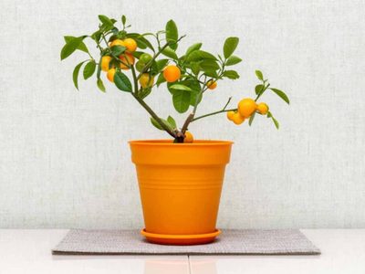 Tené tu propia planta de Naranja en maceta, con una técnica sencilla que los jardineros no quieren que sepas