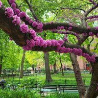 El llamativo árbol cuyas flores crecen no solo en las ramas sino también en el tronco y que es muy fácil de cuidar