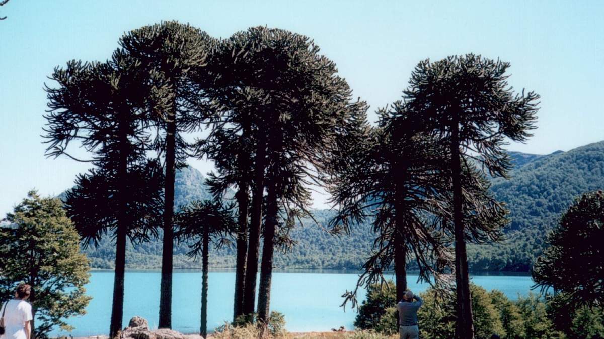 Villa Pehuenia-Neuquén. Fuente: (Instagram)