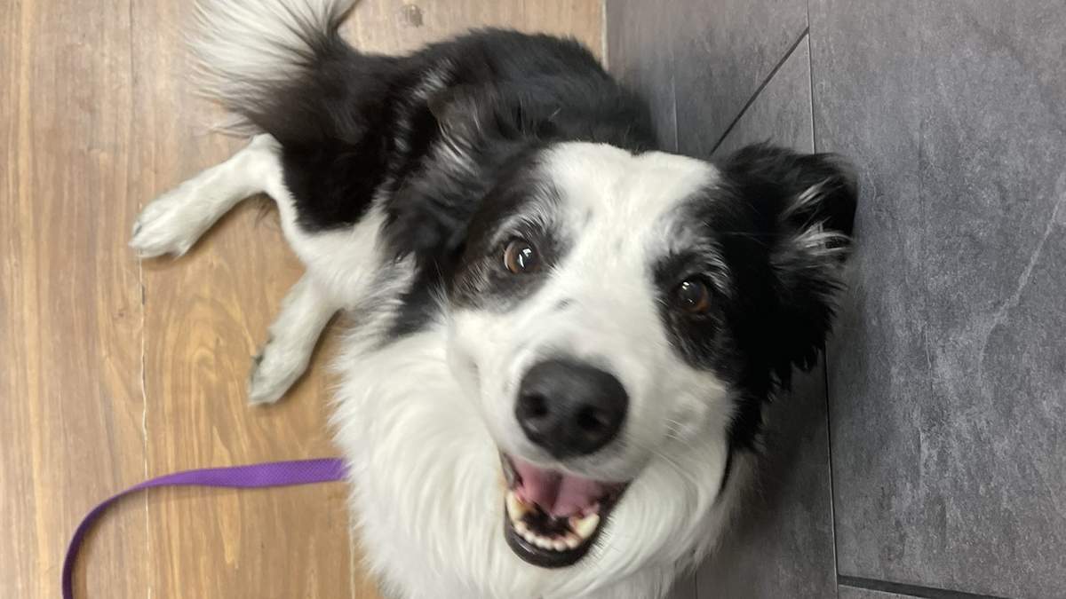 Kobe, perrito perdido en Aeroméxico