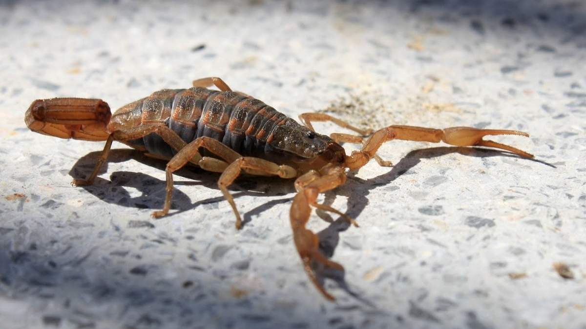 Alacranes. Fuente: (X)