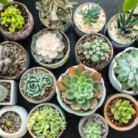 Suculentas: alerta con estas plagas en tus plantas y cómo debés eliminarlas