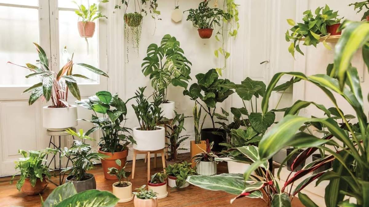 Plantas. Fuente: (Instagram).