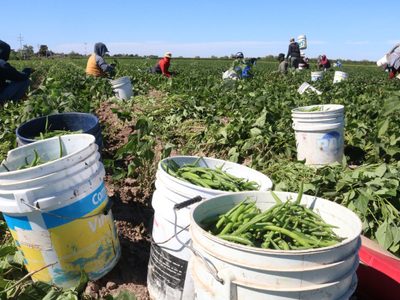 Trump podría exentar algunos productos agrícolas de los aranceles