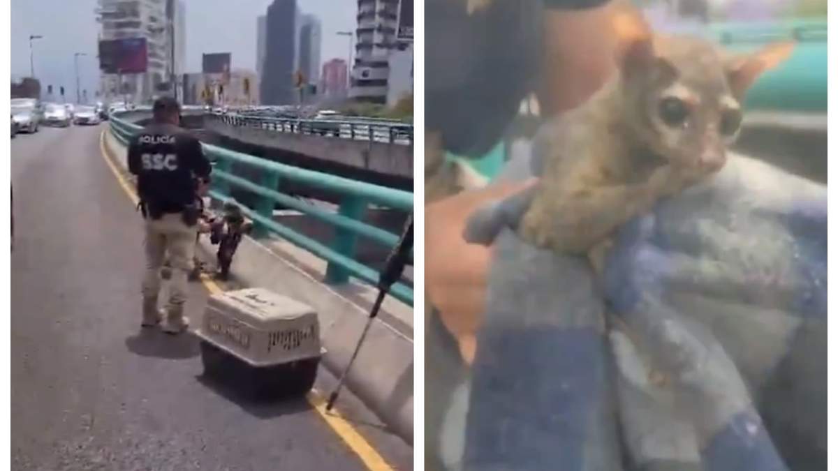 El rescate del cacomixtle