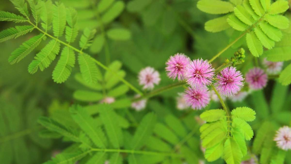 Mimosa Sensitiva, la planta que reacciona al tacto. Fuente: (X)