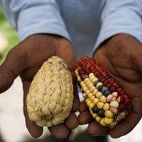 Diputados avalan prohibición del maiz transgénico