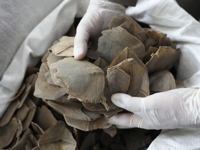 Tailandia confisca más de una tonelada de escamas de pangolín
