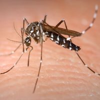 Por si el coronavirus era poco: hubo 1.883 casos de dengue en la Ciudad este año