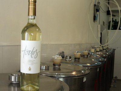 El Torrontés elaborado con uvas de viñedos de todo el país que llegó al Vaticano