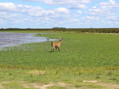 Los animales silvestres pasean por las ciudades