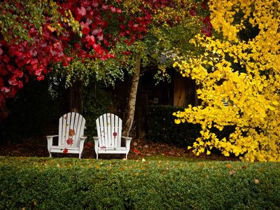 Frío, no te tenemos miedo: la planta que podés cultivar en invierno para que te dé las más hermosas flores