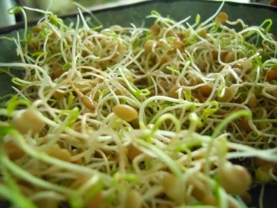 Nutritivos y muy fáciles de combinar: qué son los germinados y por qué deberías sumarlos a tu alimentación