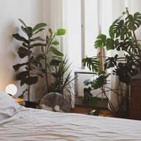 Las plantas "todoterreno" que sobreviven sin sol, son fáciles de cuidar y le dan vida a cualquier rincón de tu casa