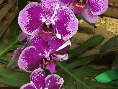 El abono casero con 2 ingredientes que necesitan tus orquídeas para florecer en invierno