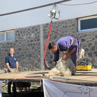 Productores de Zapala exportarán más de 4 mil kilos de fibras de mohair a Sudáfrica