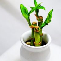 Rituales: el lugar donde tenés que colocar tu planta de Bambú en casa para atraer dinero y buena suerte