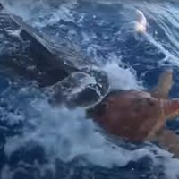 Falso, el video de un tiburón que "ayuda" a una tortuga a llegar con humanos