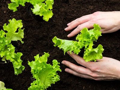 No compres más lechuga y prolongá el cultivo de esta planta con esta técnica que usan los profesionales