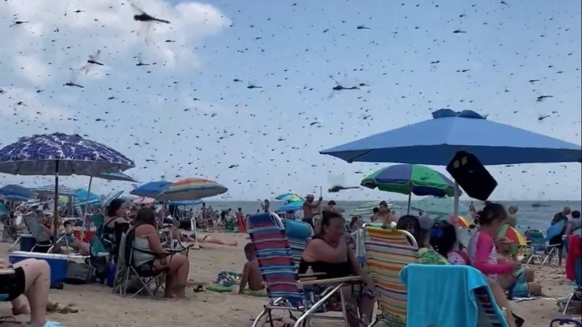 Un enjambre de libélulas sorprendió a los bañistas de Rhode Island