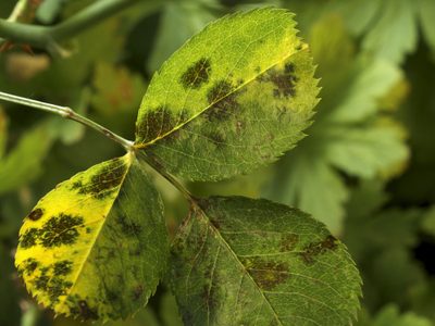 La razón por la que tus plantas tienen manchas en las hojas