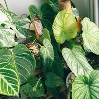 La valiosa planta que quizás no conoces y que es una gran aliada para mejorar la memoria