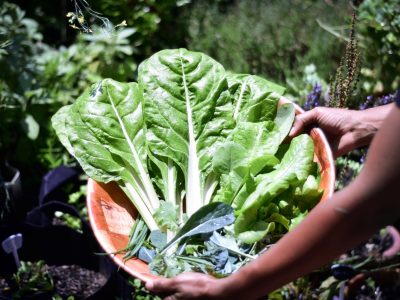 Plantas: mirá lo fácil que es cosechar semillas de acelga en tu huerta y disfrutar de tu propia siembra