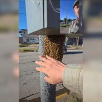 Un llamado a la conciencia: un periodista de Neuquén creó una red para proteger los enjambres de abejas
