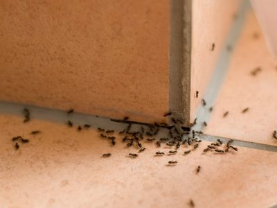 Cinco trucos para eliminar la hormigas del interior de la casa