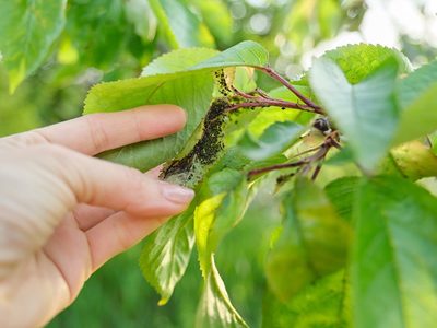Eliminá en pocos minutos todas las plagas de tus plantas con 3 poderosos ingredientes que tenés en casa