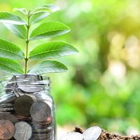 El poderoso ritual con esta planta y pocos ingredientes para multiplicar el dinero en tu vida