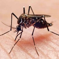 Confirmaron el primer caso autóctono de dengue en la Ciudad de Buenos Aires