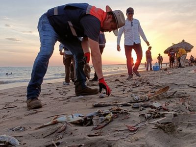 La muerte de cientos de peces por alga nociva enciende las alertas en Sinaloa