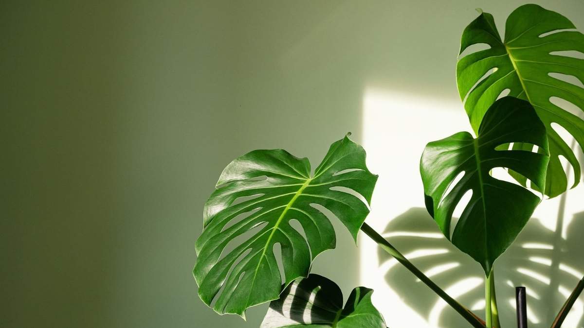 Monstera. Fuente: (X)