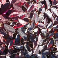 El arbusto con hojas perfumadas que cambia de color, es súper fácil de cuidar y sobrevive en macetas todo el año