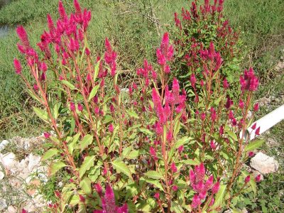 La planta que llena tu jardín de color desde la primavera y podés cultivar muy fácil en agosto