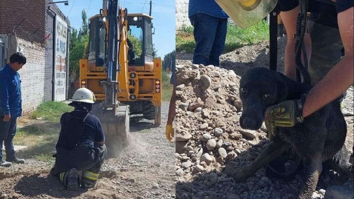 La perrita, morocha, finalmente fue rescatada por los bomberos. Fuente: (Centenario Digital)