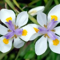 La planta de bajo mantenimiento y con flores hermosas que necesitás poner sí o sí en los canteros de tu casa