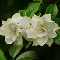 El secreto de los expertos para que los jazmines exploten de flores