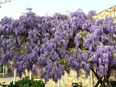 El secreto para reproducir por esquejes tu planta de Glicina y que dé flores mucho más rápido