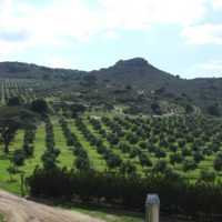 Aceite de oliva biodinámico: una propuesta sustentable