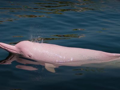En Ecuador existe un santuario donde el delfín rosado del Amazonas puede vivir tranquilo
