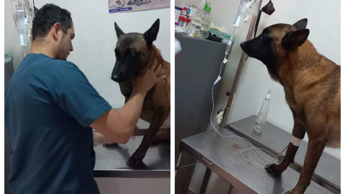 El perro Oliver se recupera de una mordedura de serpiente
